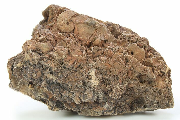 Detailed Jurassic Ammonites in Rock - Morocco #295336